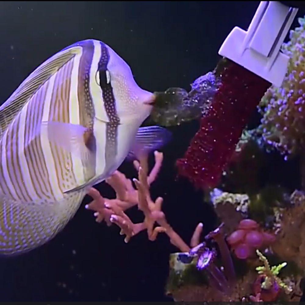 Magnetic Fish Tank Seaweed Veg - مراجعة Aquarium Marine Services وسعره