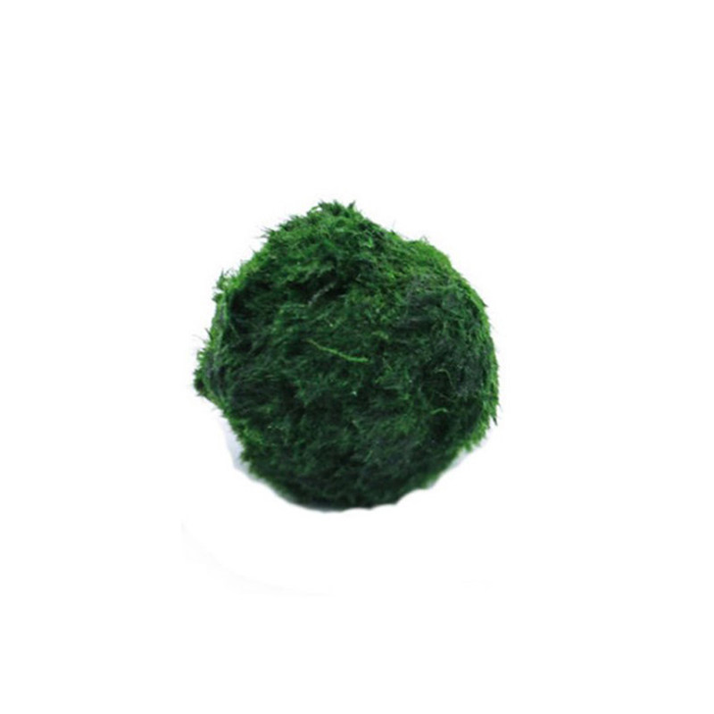 Marimo Moss Balls Live Aquariu - مراجعة Marine Aquarium Live وسعره