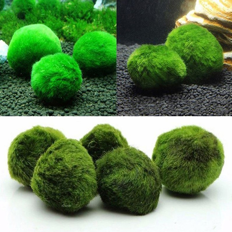 Marimo Moss Balls Live Aquariu - مراجعة Marine Aquarium Live وسعره