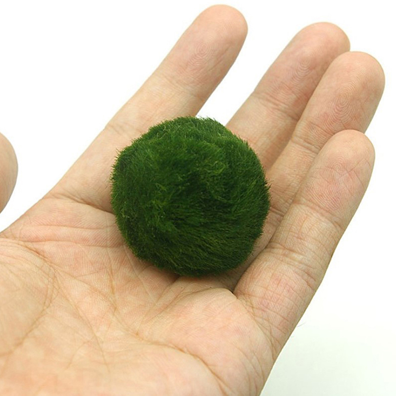 Marimo Moss Balls Live Aquariu - مراجعة Marine Aquarium Live وسعره