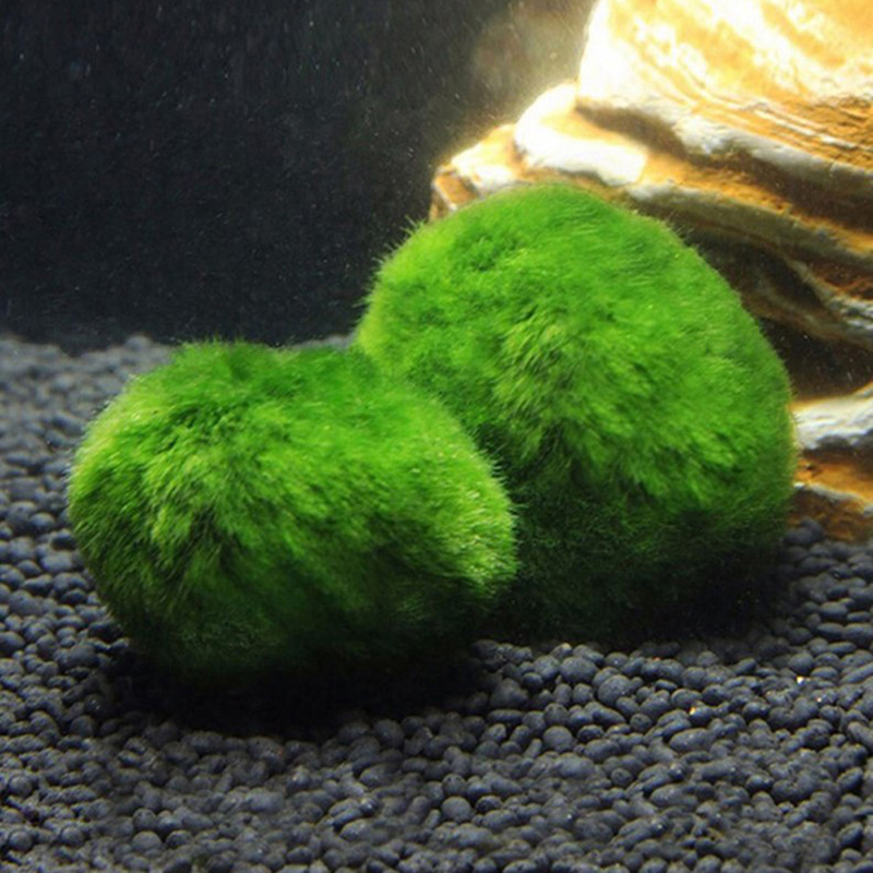 Marimo Moss Balls Live Aquariu - مراجعة Marine Aquarium Live وسعره
