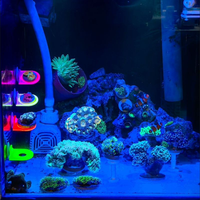 Color Random Coral Frag Holder - مراجعة Marine Aquarium Live وسعره