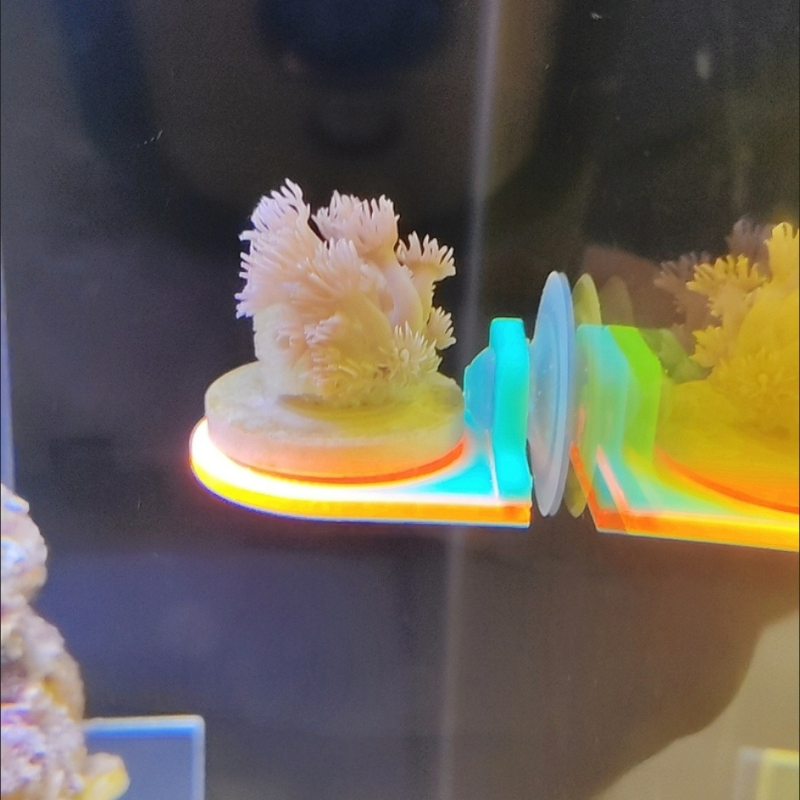 Color Random Coral Frag Holder - مراجعة Marine Aquarium Live وسعره